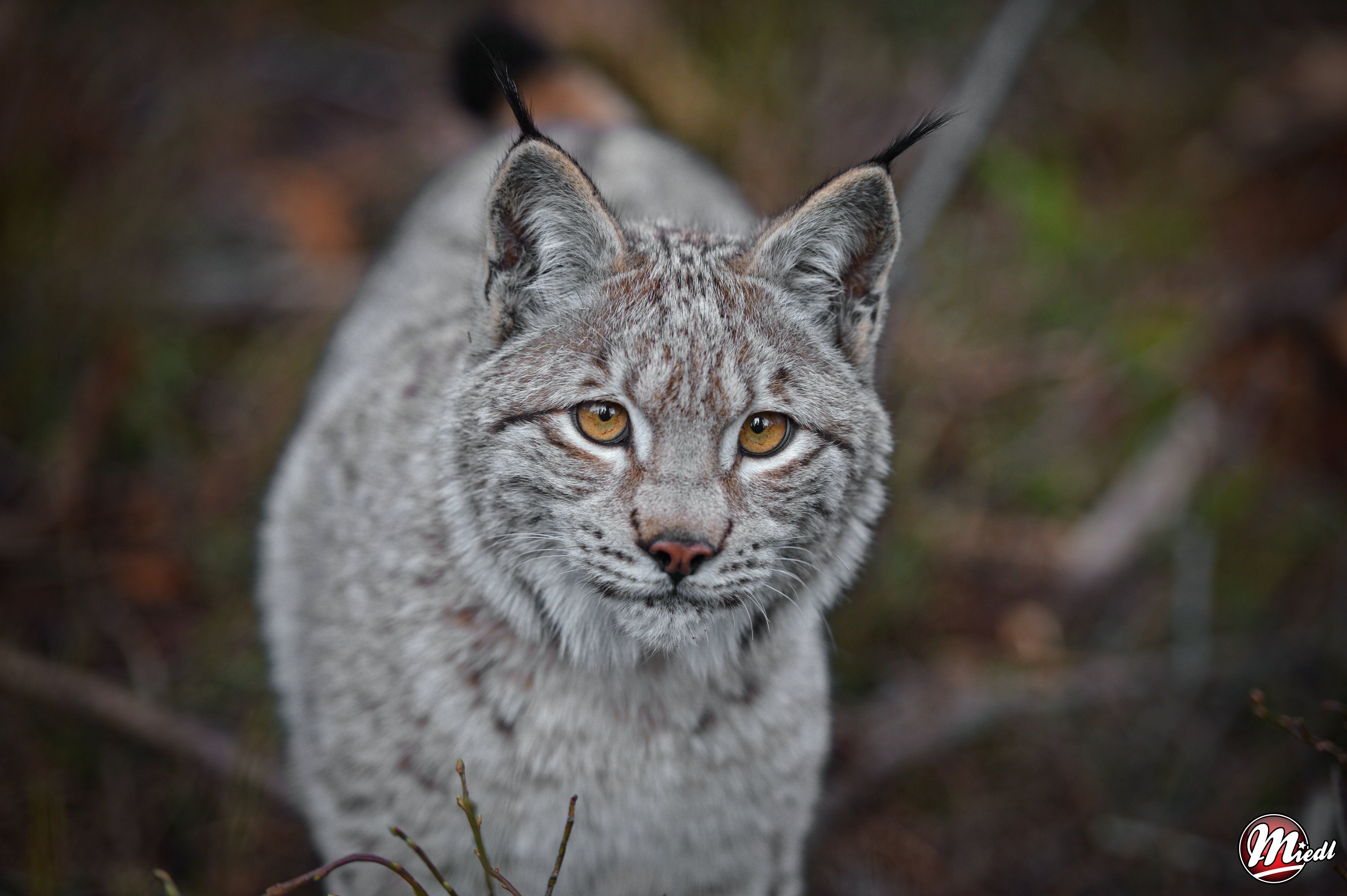 Luchs im Wildpark